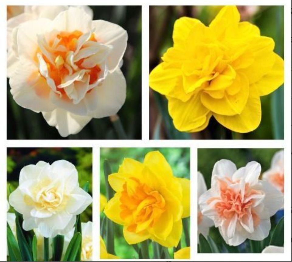 Narcissus Double Paradise Mix 40 A1 Decorum NL buy wholesale on M-Flowers