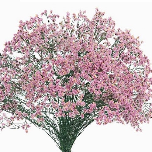 Limonium Tall Pink pink 80 A1 Dolina Israel Israel buy wholesale on M-Flowers