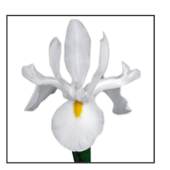 Iris Alaska white 58 A1 Decorum Netherlands buy wholesale on M-Flowers