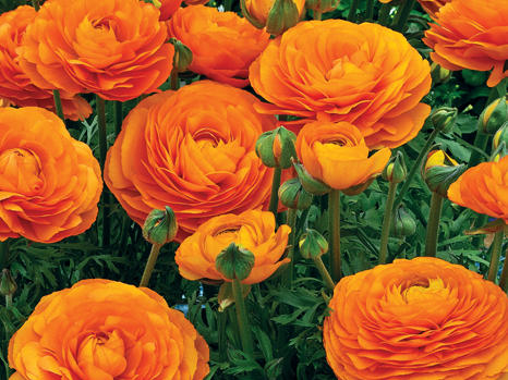 Ranunculus Orange 40 A1 Granada CO buy wholesale on M-Flowers