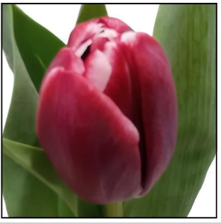 Tulip EN SOULMATE 38 A1 Decorum NL buy wholesale on M-Flowers