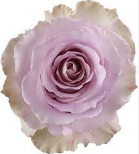 Rose Cool down multicolor 50 A1 Rose Cool down 50 A1 Much Flowers EC buy wholesale on M-Flowers