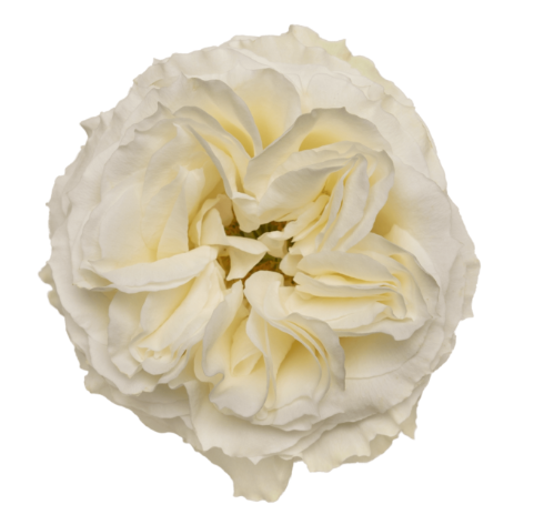 Rose Angelkiss 40 A1 Flower Village EC buy wholesale on M-Flowers