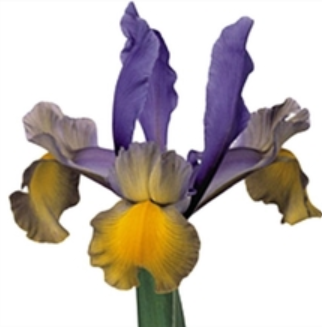 Iris Miss Saigon multicolor 60 A1 Decorum Netherlands comprar al por mayor en M-Flowers