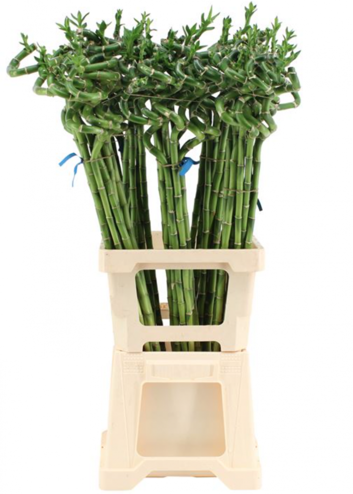 Groen Lucky Bamboo Spiraal 70 A1 Best Greens NL buy wholesale on M-Flowers