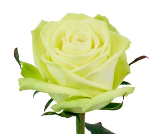 Rose dragon fly 70 A1 FLORES VERDES EC buy wholesale on M-Flowers