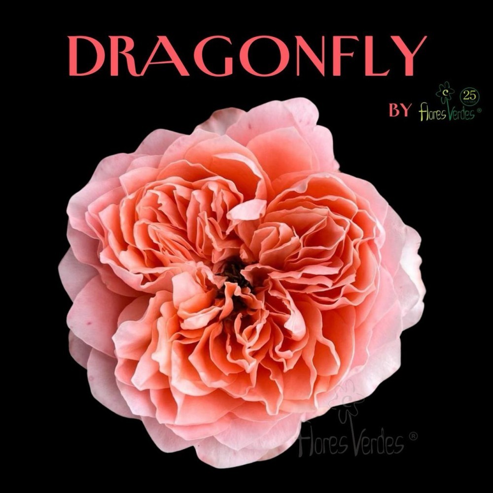 Rose dragon fly 50 A1 Quimbiamba M Flowers EC buy wholesale on M-Flowers