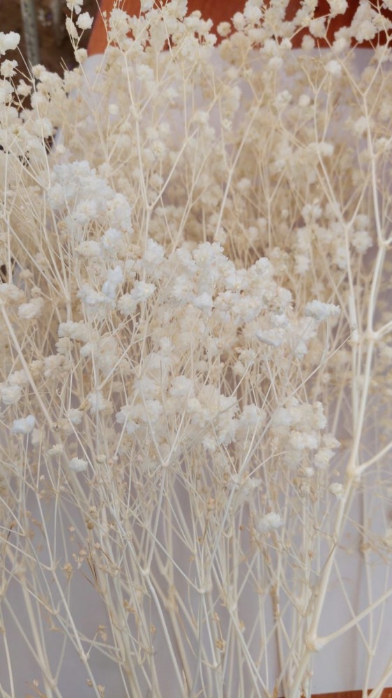 Gypsophila Bleached white 80 A1 Much Flowers Ecuador comprar al por mayor en M-Flowers