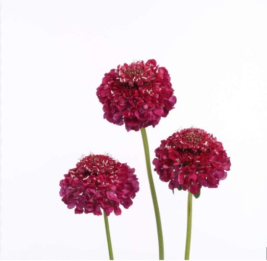 Scabiosa RASPBERRY 60 A1 Much Flowers EC купить оптом на M-Flowers