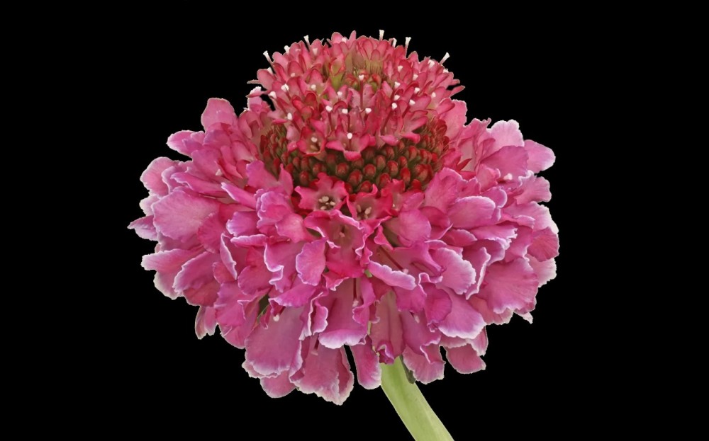 Scabiosa FOCAL BICOLOR 60 A1 Much Flowers EC buy wholesale on M-Flowers