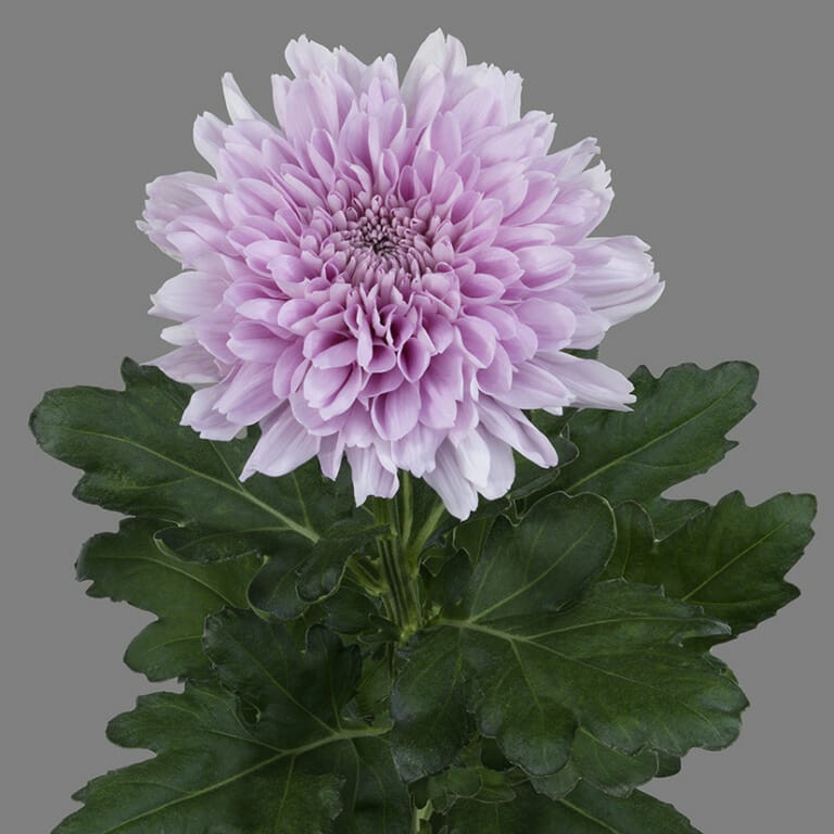 Chr G Kalimba pink 70 A1 Decorum Netherlands buy wholesale on M-Flowers