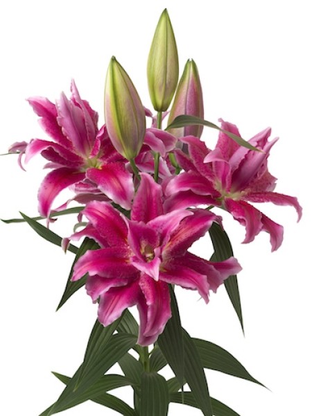 Li Or Du ROSELILY NATASCHA 4+ 90 A1 Decorum NL buy wholesale on M-Flowers