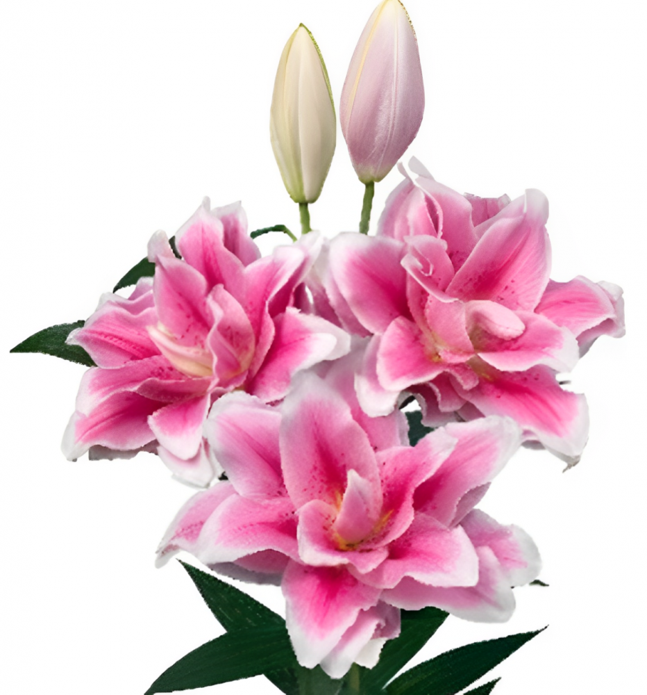 Li Or Du ROSELILY MIKAELA 4+ pink 95 A1 Decorum Netherlands buy wholesale on M-Flowers