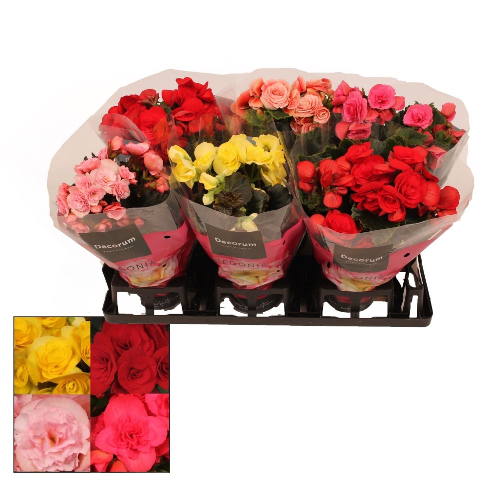 Plants Begonia Floratino Mix 32 A1 Decorum NL buy wholesale on M-Flowers