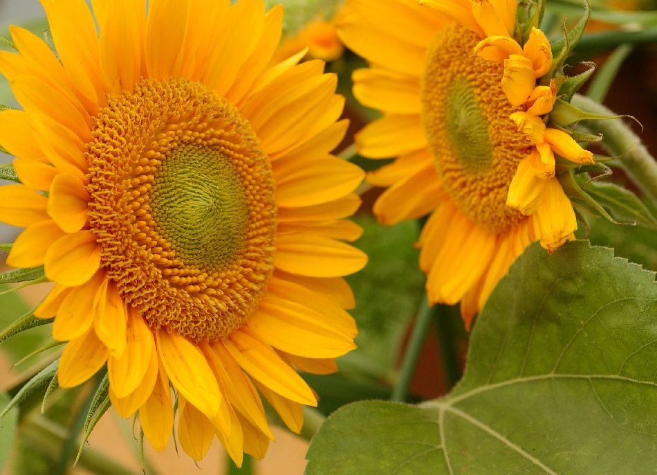 Sunflower sunrich gold gold 80 A1 Esmeralda Farms Ecuador buy wholesale on M-Flowers