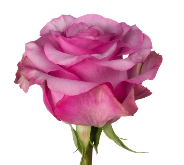 Rose Purple Fiction 40 A1 Cantiza EC buy wholesale on M-Flowers