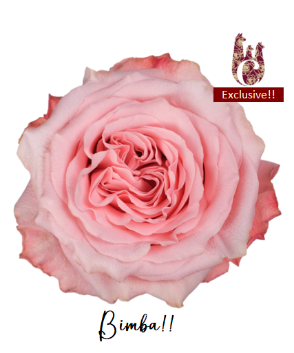 Rose Bimba multicolor 60 A1 Cantiza Ecuador comprar al por mayor en M-Flowers