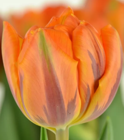 Tulip ORANGE PRINCESS multicolor 34 A1 Decorum Netherlands comprar al por mayor en M-Flowers