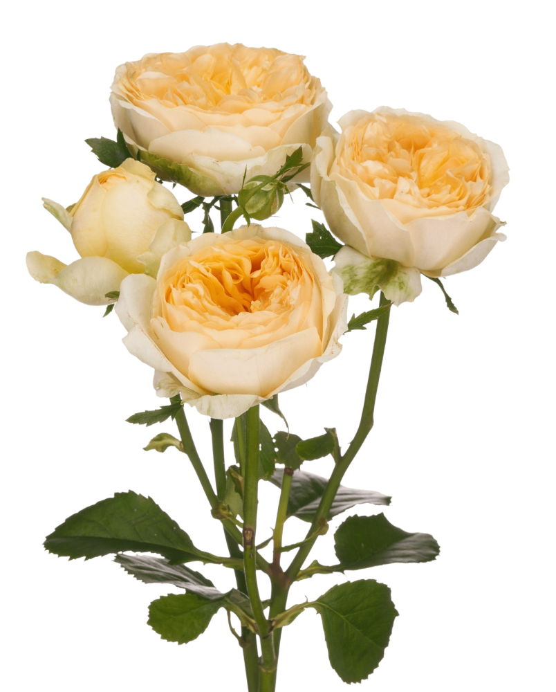 Garden Spray Rose Silva Sunny 40 A1 SHALIMAR FLOWERS (KENYA) LTD KE buy wholesale on M-Flowers