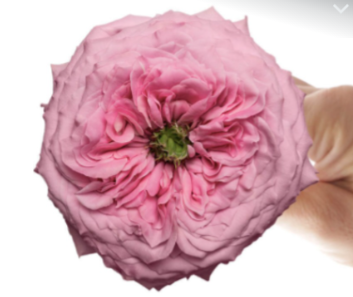 Garden Rose Peonkiss light-pink 40 A1 Garden Rose Peonkiss 40 A1 Flower Village EC buy wholesale on M-Flowers