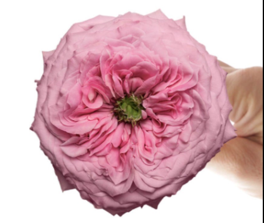 Rose PEONIKISS light-pink 40 A1 Rose PEONIKISS 40 A1 Flower Village EC buy wholesale on M-Flowers