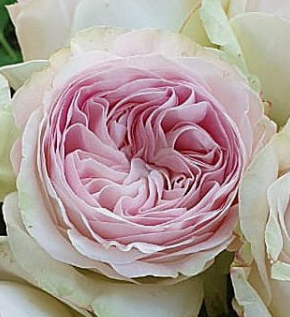 Rose Lorena Summerhouse light-pink 70 A1 Luxus Blumen Ecuador buy wholesale on M-Flowers