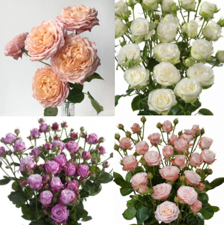 Garden Spray Rose Julietta+Bombastics light-pink 50 A1 Tambuzi Limited Kenya comprar al por mayor en M-Flowers