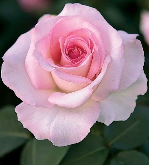 Rose Pinky Promise light-pink 50 A1 Flower Village Ecuador buy wholesale on M-Flowers