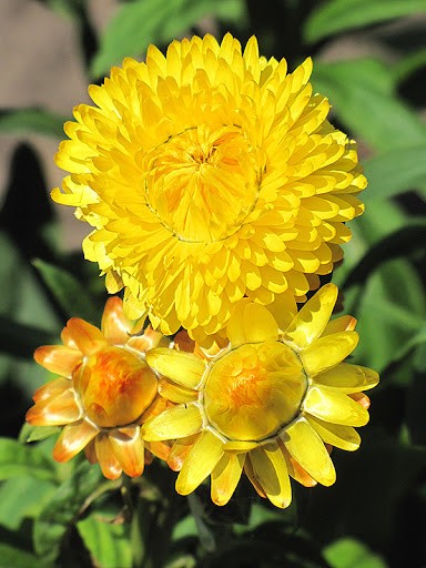 HELYCHRYSUM yellow yellow 60 A1 HELYCHRYSUM yellow 60 A1 Much Flowers EC buy wholesale on M-Flowers