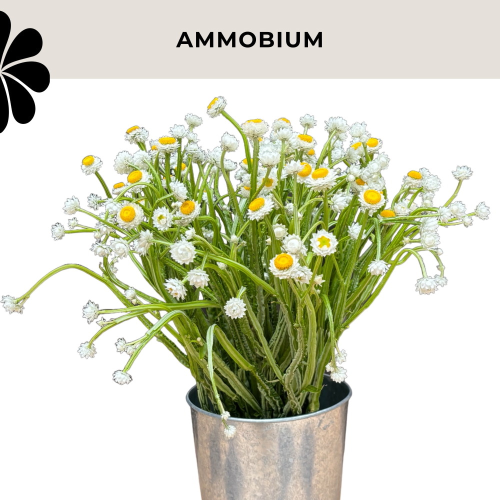 HELYCHRYSUM AMMOBIUM spray white 70 A1 Much Flowers Ecuador comprar al por mayor en M-Flowers