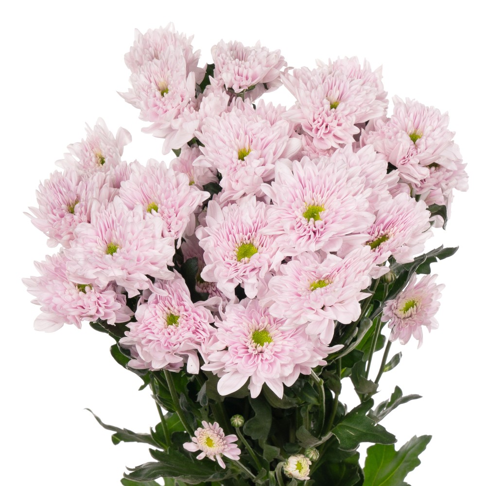Chr t Commander pink 65 A1 Zentoo NL comprar al por mayor en M-Flowers
