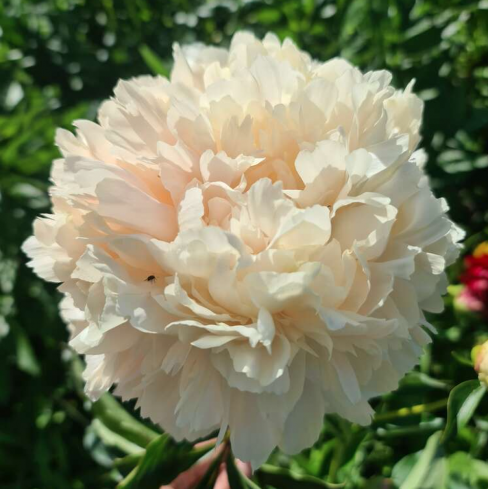 Peonies Summer Glow peach 55 A1 My Peony Netherlands comprar al por mayor en M-Flowers