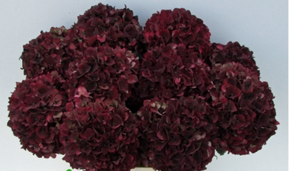 Hydrangea Magical Rubyred (rood) multicolor 60 A1  Netherlands buy wholesale on M-Flowers