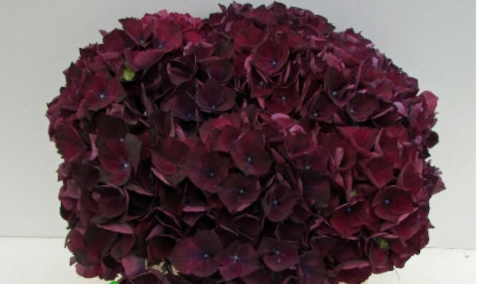 Hydrangea Magical Rubyred (paars) 50 A1 Pico Bello NL buy wholesale on M-Flowers