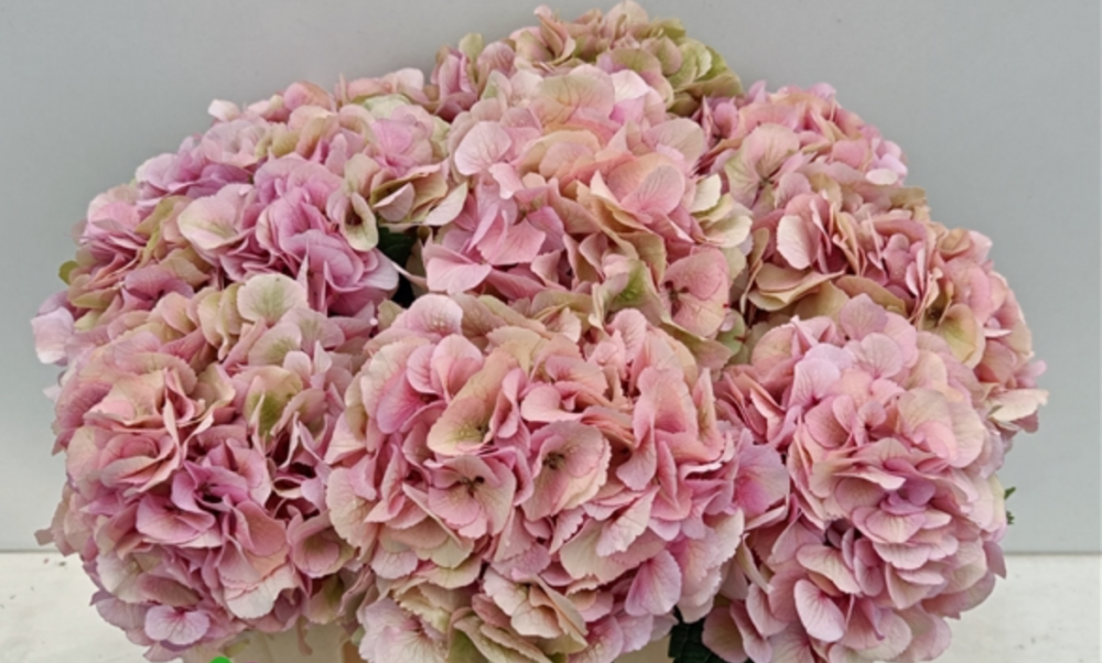 Hydrangea My Beautiful Vienna (classic) pink 60 A1  Netherlands buy wholesale on M-Flowers