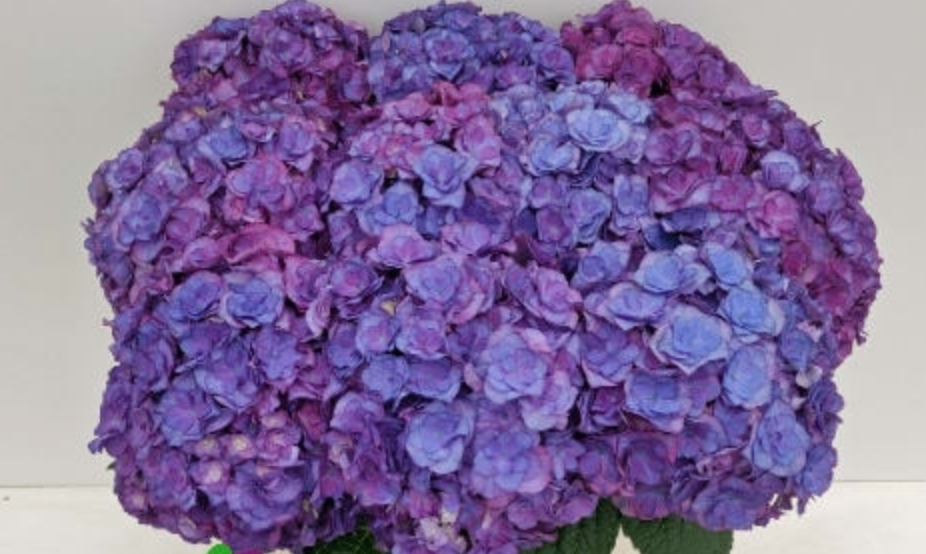 Hydrangea Royal Anastasia (blauw) multicolor 60 A1  Netherlands comprar al por mayor en M-Flowers