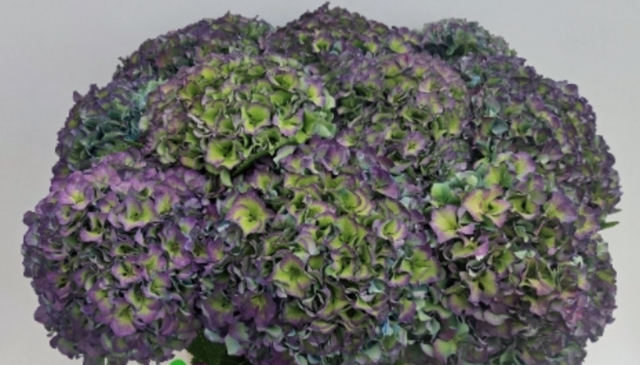 Hydrangea Royal Parade multicolor 50 A1  Netherlands buy wholesale on M-Flowers