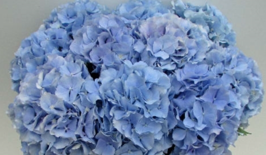 Hydrangea Verena (blauw) blue 50 A1  Netherlands buy wholesale on M-Flowers