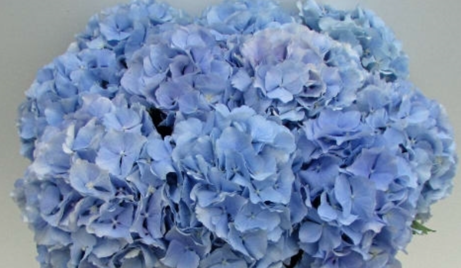 Hydrangea Verena blauw 80 A1 Pico Bello NL купить оптом на M-Flowers