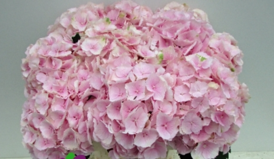 Hydrangea Verena pink 60 A1  Netherlands buy wholesale on M-Flowers