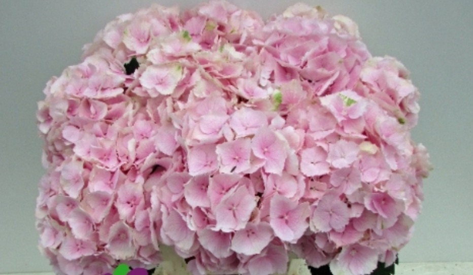 Hydrangea Verena roze 60 A1 Pico Bello NL купить оптом на M-Flowers