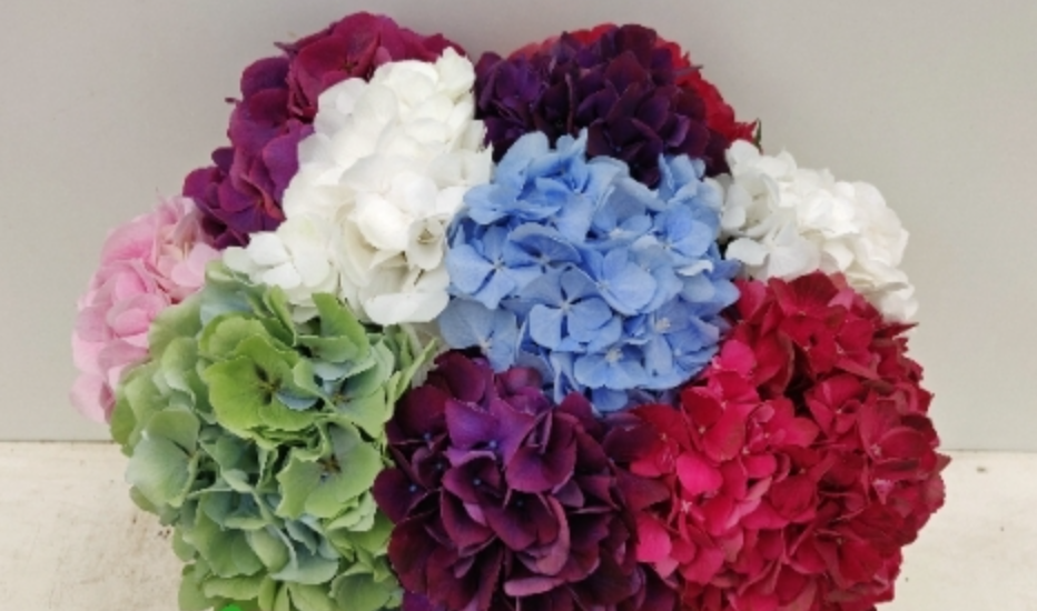Hydrangea overig 50 A1 Pico Bello NL купить оптом на M-Flowers
