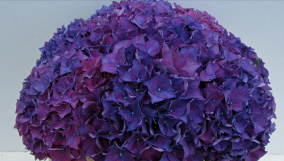 Hydrangea Rodeo (paars) multicolor 50 A1 Hydrangea Rodeo (paars) 50 A1 Pico Bello NL купить оптом на M-Flowers