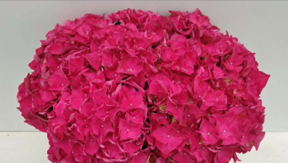 Hydrangea Rodeo (rood) pink 60 A1 Hydrangea Rodeo (rood) 60 A1 Pico Bello NL купить оптом на M-Flowers