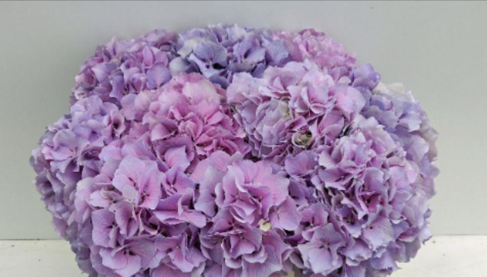 Hydrangea Royal Benefit (roze) 50 A1 Pico Bello NL buy wholesale on M-Flowers