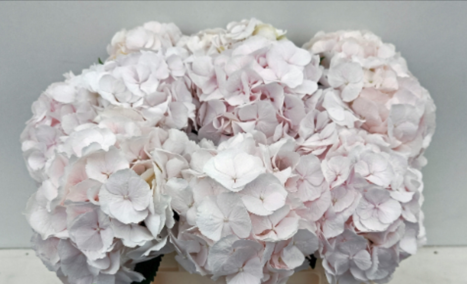 Hydrangea Sweet Verena light-pink 50 A1  Netherlands buy wholesale on M-Flowers