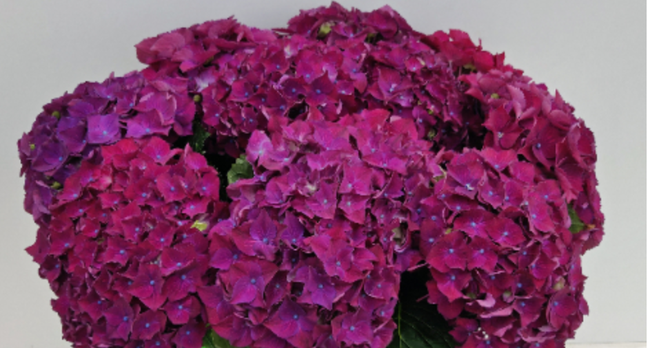 Hydrangea Mon Amour (paars) 50 A1 Pico Bello NL buy wholesale on M-Flowers