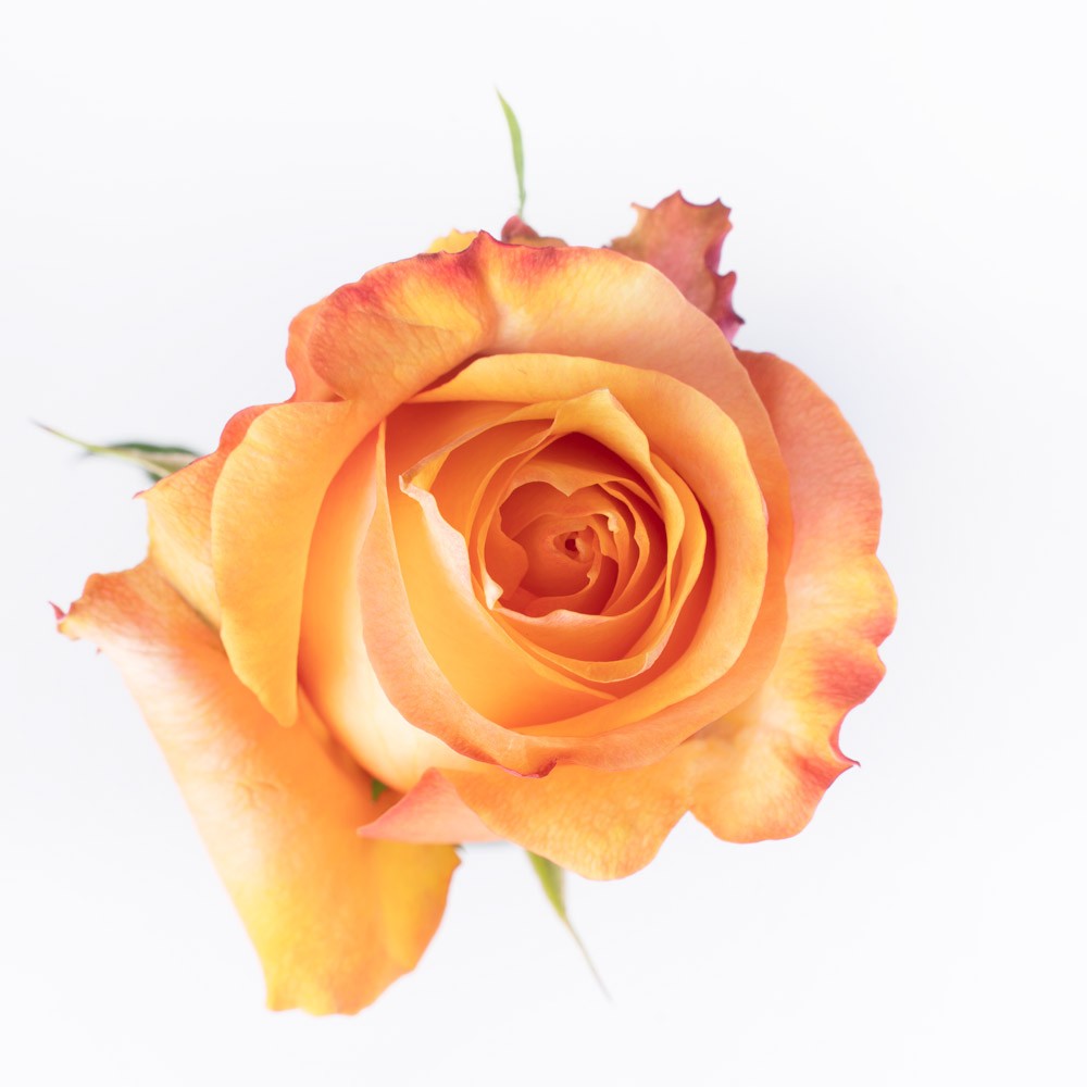 Rose rita hayworth orange 50 A1 Anniroses Ecuador buy wholesale on M-Flowers