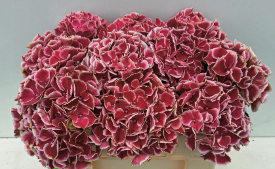 Hydrangea My Beautiful Rio multicolor 50 A1 Hydrangea My Beautiful Rio 50 A1 Pico Bello NL купить оптом на M-Flowers