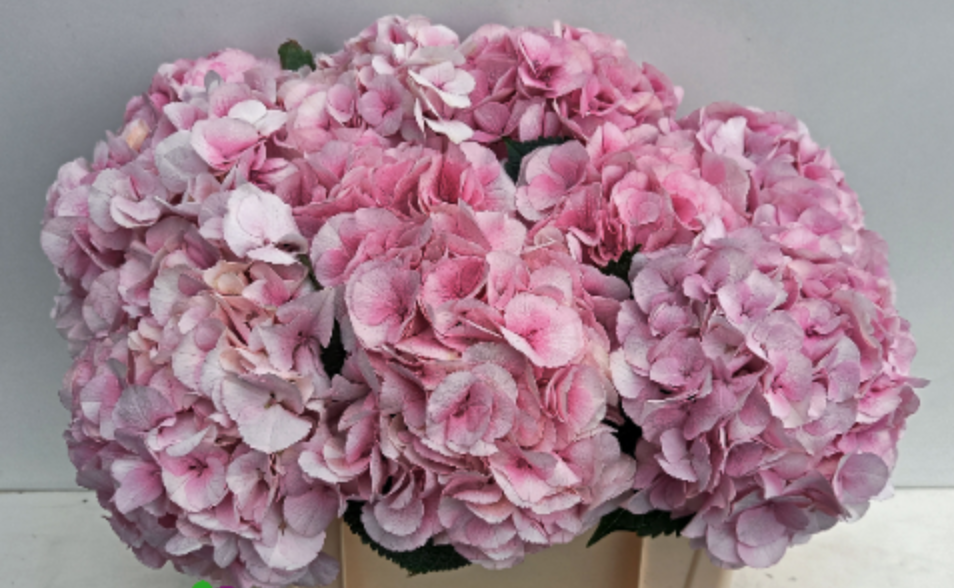 Hydrangea My Beautiful Vienna 50 A1 Pico Bello NL buy wholesale on M-Flowers